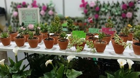 Diplome za popravne ustanove